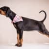 Doberman puppies photo 1