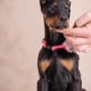 Doberman puppies photo 2