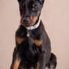 Doberman puppies photo 3