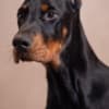 Doberman puppies photo 4