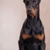 Doberman puppies photo 5
