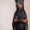 Doberman puppies photo 6