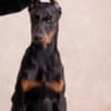 Doberman puppies photo 7