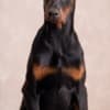 Doberman puppies photo 8