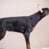 Doberman puppies photo 9