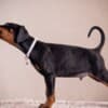 Doberman puppies photo 10