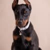 Doberman puppies photo 11