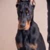 Doberman puppies photo 12