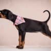 Doberman puppies photo 13