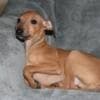 Italian Greyhound puppies photo 1