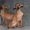 Italian Greyhound puppies photo 2