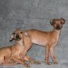 Italian Greyhound puppies photo 3