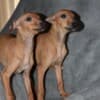 Italian Greyhound puppies photo 4