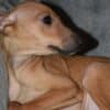 Italian Greyhound puppies photo 5