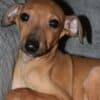 Italian Greyhound puppies photo 6