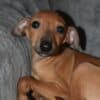 Italian Greyhound puppies photo 7