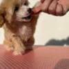Chinese Crested puppies photo 1