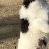 Chinese Crested puppies photo 2