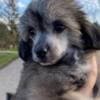 Chinese Crested puppies photo 3