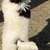 Chinese Crested puppies photo 4