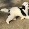 Chinese Crested puppies photo 5