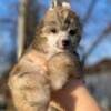 Chinese Crested puppies photo 6