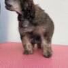 Chinese Crested puppies photo 7