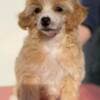 Chinese Crested puppies photo 8