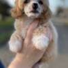 Chinese Crested puppies photo 9