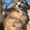 Chinese Crested puppies photo 10