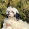 Chinese Crested puppies photo 11