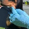 Doberman puppies photo 1
