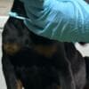 Doberman puppies photo 2