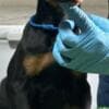 Doberman puppies photo 3