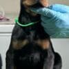 Doberman puppies photo 4