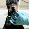 Doberman puppies photo 5
