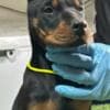 Doberman puppies photo 6
