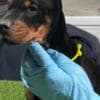 Doberman puppies photo 7
