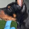 Doberman puppies photo 9