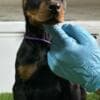 Doberman puppies photo 10