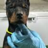 Doberman puppies photo 11