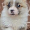 Welsh Corgi Pembroke Beautiful Puppies photo 1