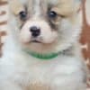 Welsh Corgi Pembroke Beautiful Puppies photo 2