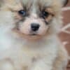Welsh Corgi Pembroke Beautiful Puppies photo 3
