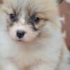 Welsh Corgi Pembroke Beautiful Puppies photo 4