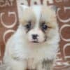 Welsh Corgi Pembroke Beautiful Puppies photo 5