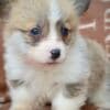 Welsh Corgi Pembroke Beautiful Puppies photo 6