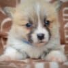 Welsh Corgi Pembroke Beautiful Puppies photo 8