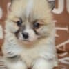 Welsh Corgi Pembroke Beautiful Puppies photo 10