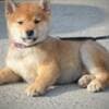 Shiba Inu puppies photo 1